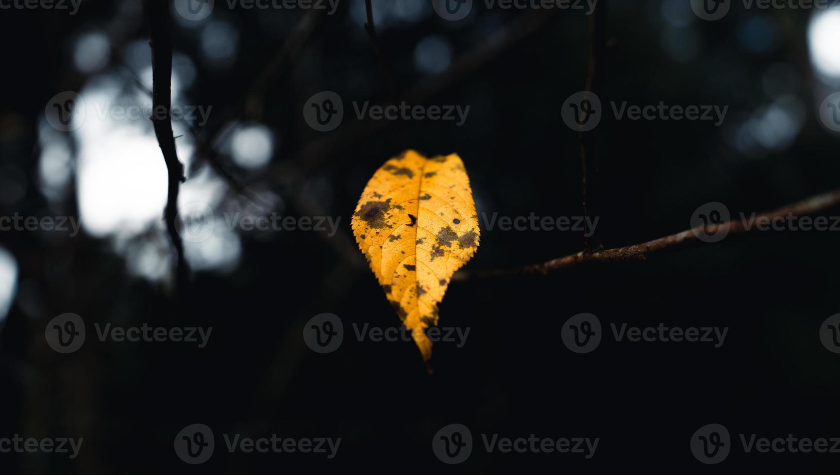 hösten lämnar den första gula i trädgården foto