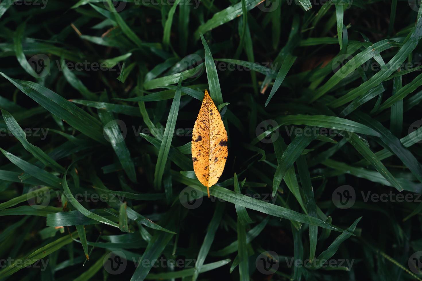 hösten lämnar den första gula i trädgården foto