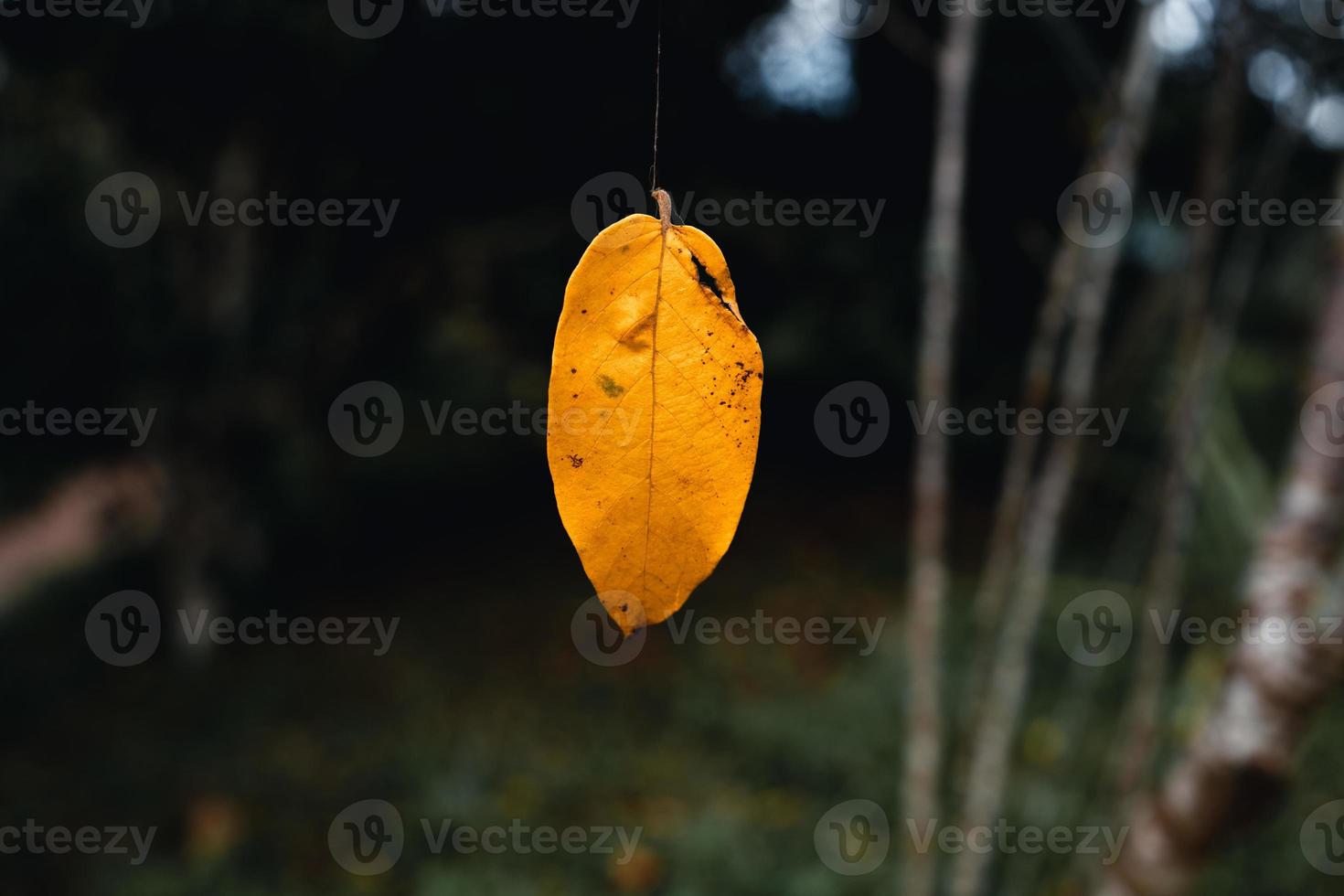 hösten lämnar den första gula i trädgården foto