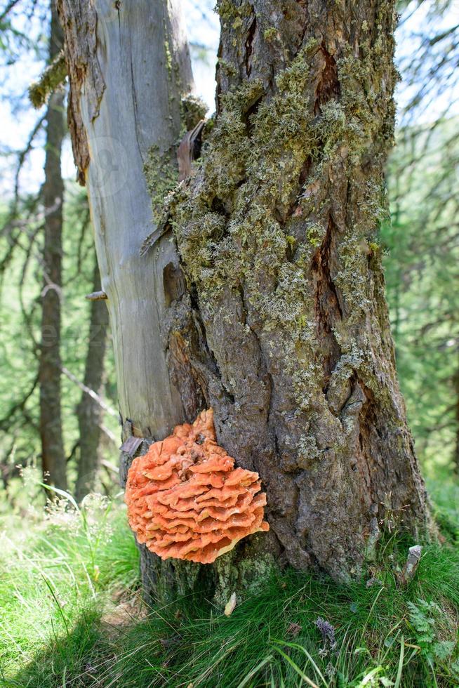ganoderma. exemplar av apelsinsvamp på träd i bergen foto