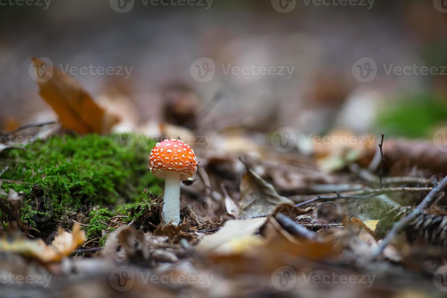 amanita muscaria fungus i höstskog foto