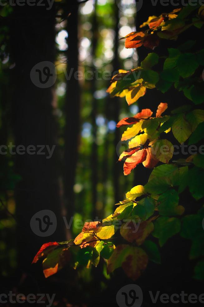 höstlöv i skogen upplyst av solen foto