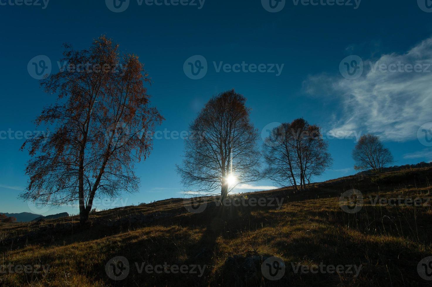 björkträd på en äng i höstsolen foto