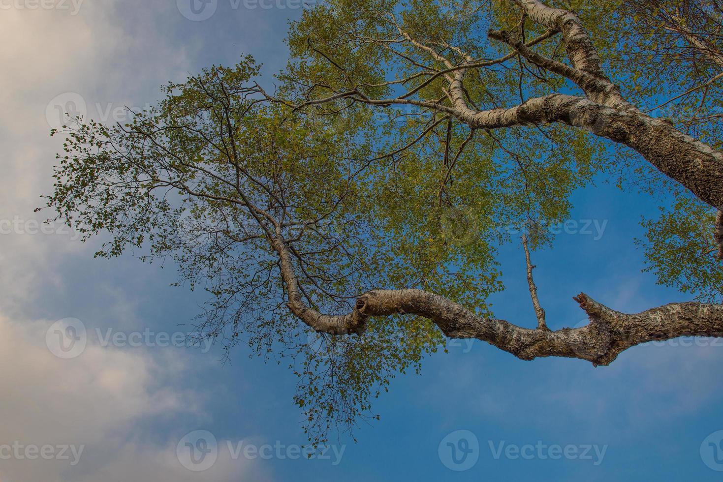 björkgrenar på himlen foto