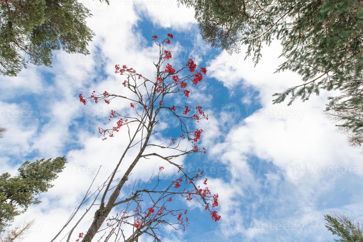 karakteristiskt bergsträd med röda bär. sorbus aucuparia, foto