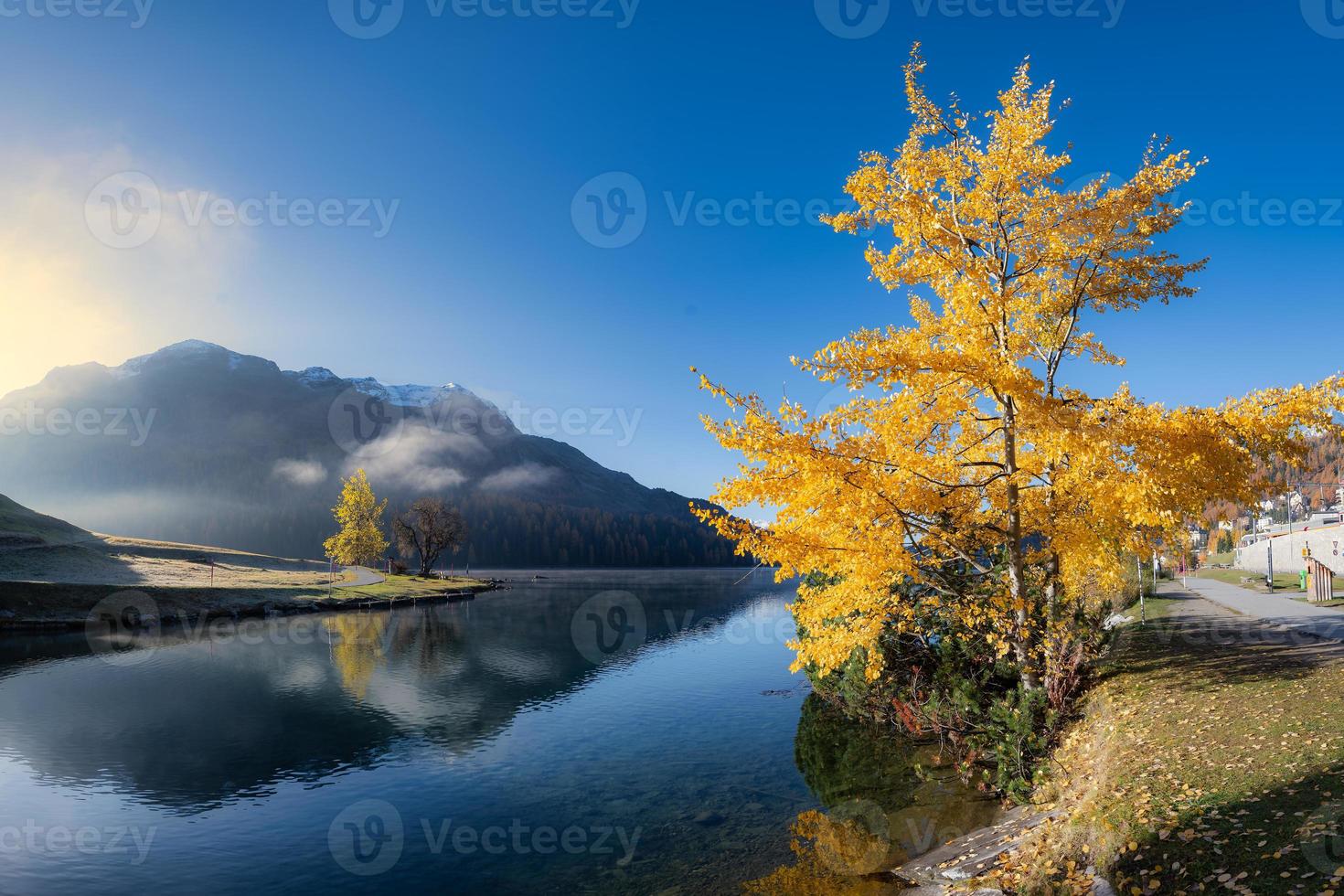 poppel tree tremolo på sjön sankt moritz i schweiz foto