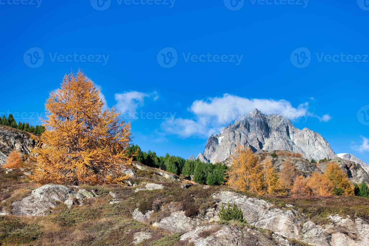 stenigt berg i höstlandskap med en guldfärgad lärk foto