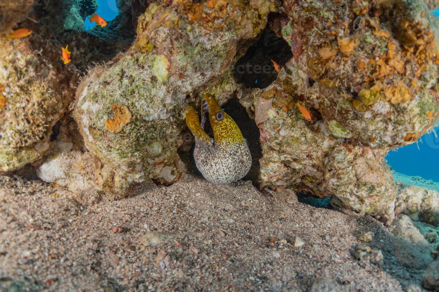 moray ål mooray lycodontis undulatus i Röda havet, eilat israel foto
