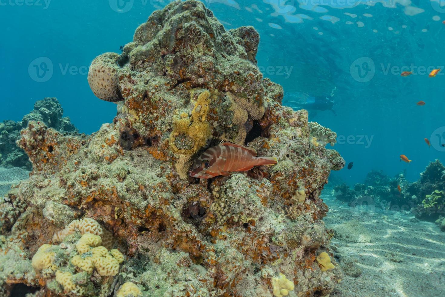 korallrev och vattenväxter i Röda havet, eilat israel foto