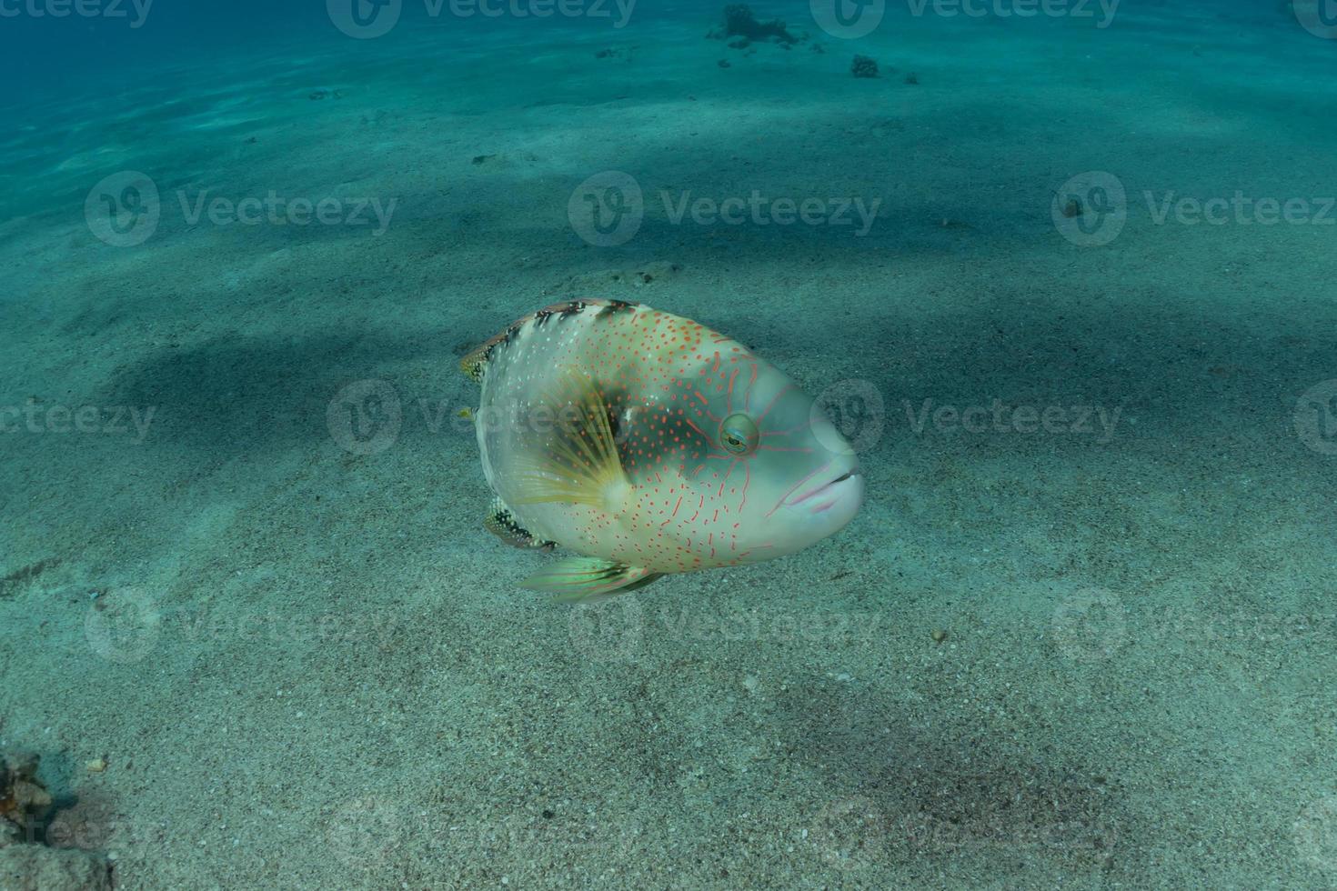 fiskar simmar i Röda havet, färgglada fiskar, Eilat Israel foto