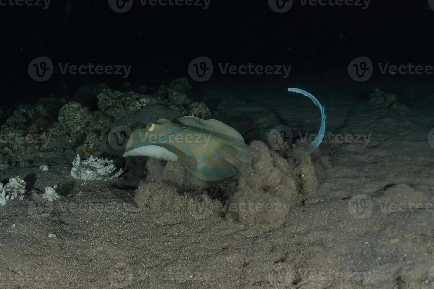 blå prickig stingray på havsbotten i Röda havet foto