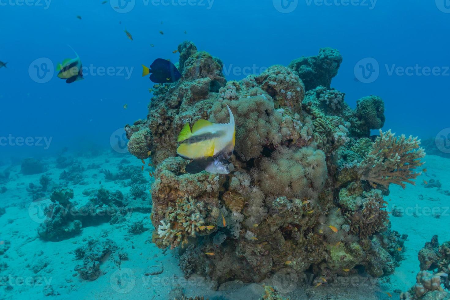 fiskar simmar i Röda havet, färgglada fiskar, Eilat Israel foto