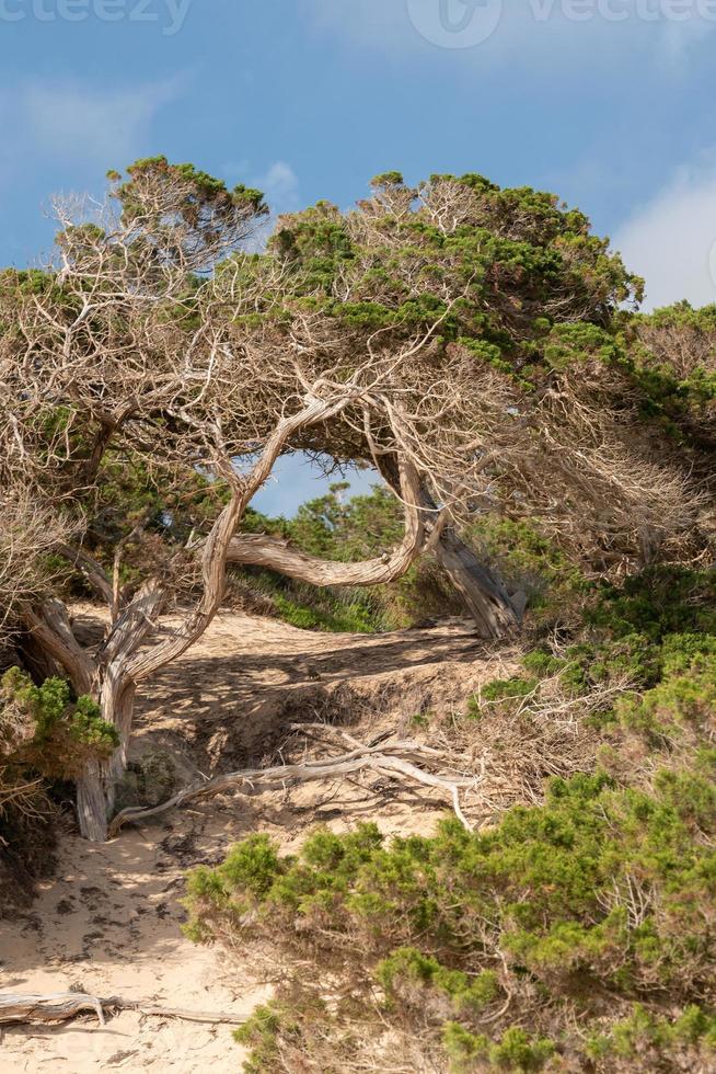 träd som kallas savina på formentera -stranden i calo d es mort foto