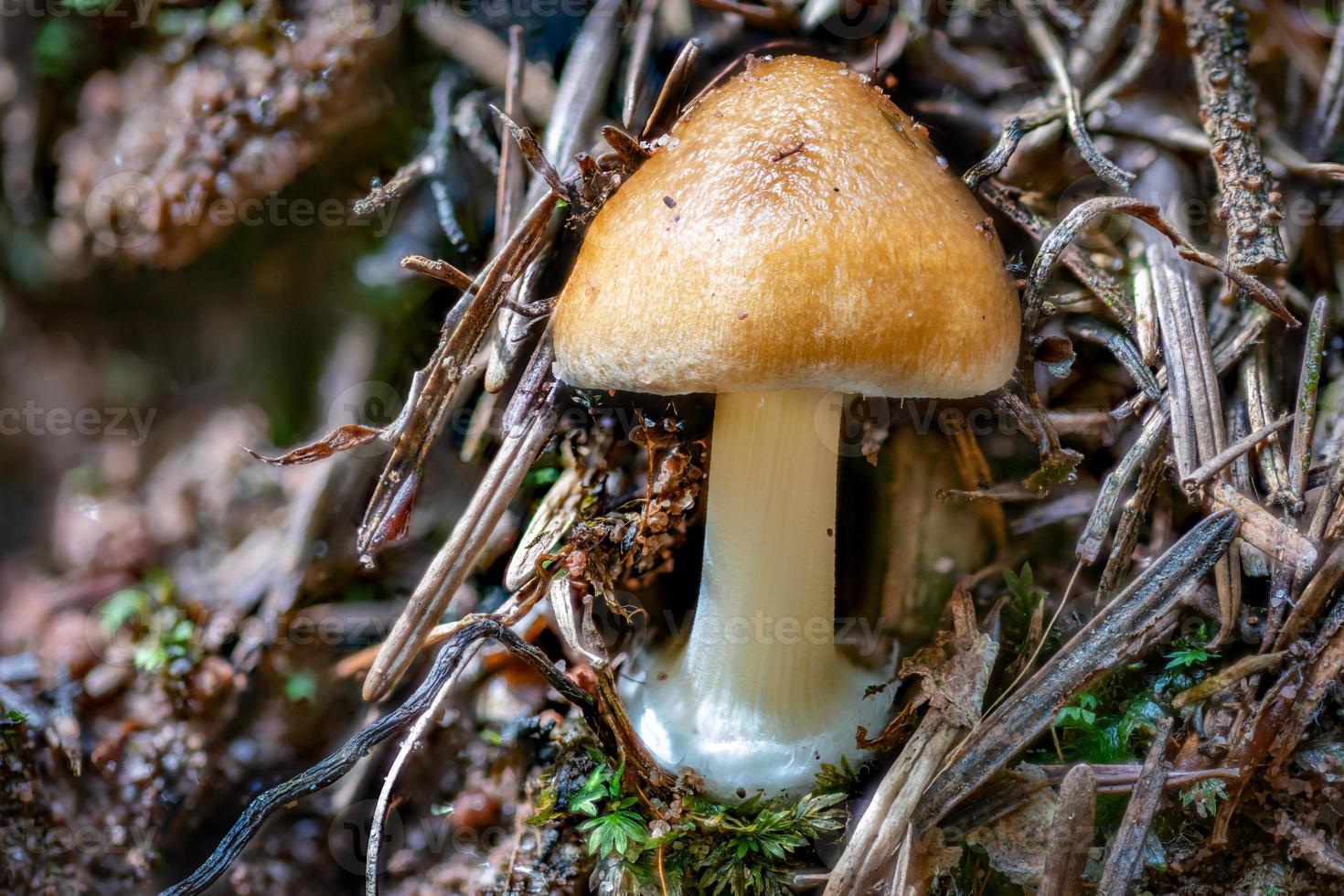 närbild av en tawny grisette svamp mellan tallnålar och mossa foto