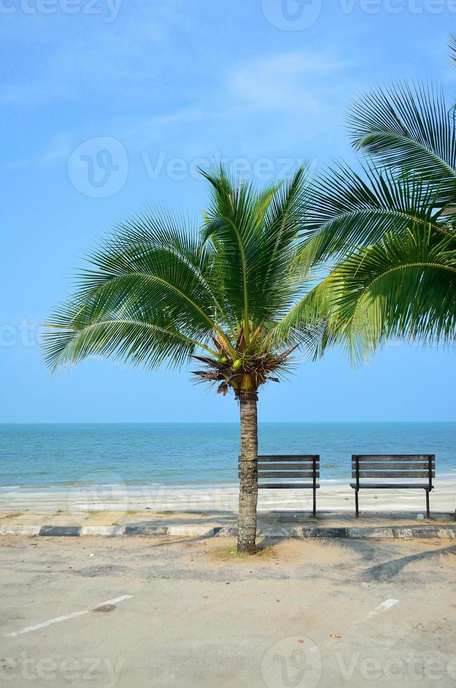 bänk nära stranden med grönt kokosnötsträd foto