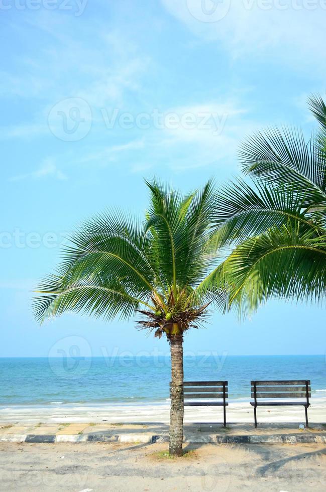 bänk nära stranden med grönt kokosnötsträd foto