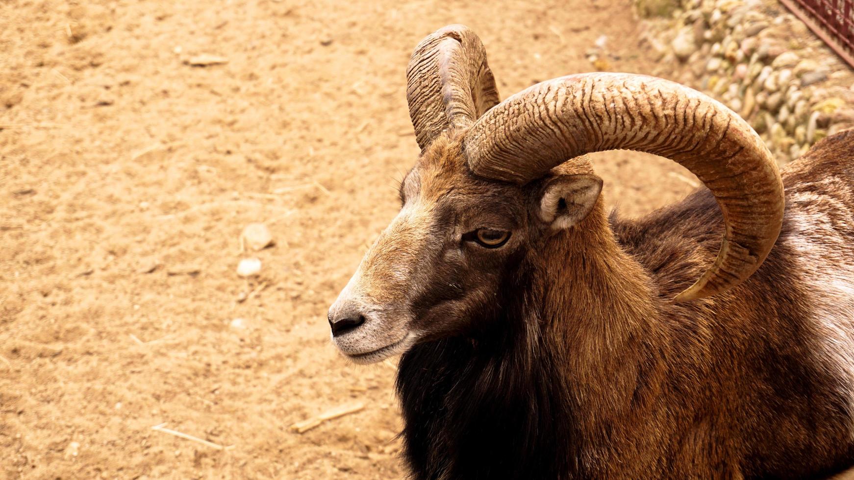 mouflon, porträtt av däggdjur med stora horn foto