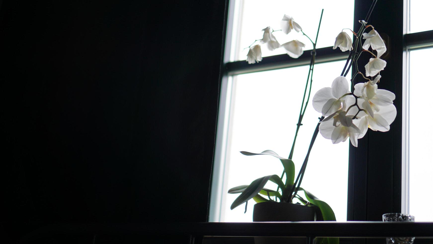 blomkruka nära ett stort fönster. vit orkidé på fönsterbrädan foto