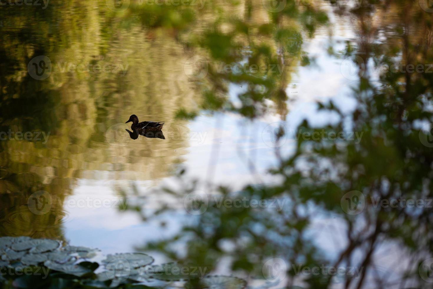 liten brun anka simmar i sjön foto