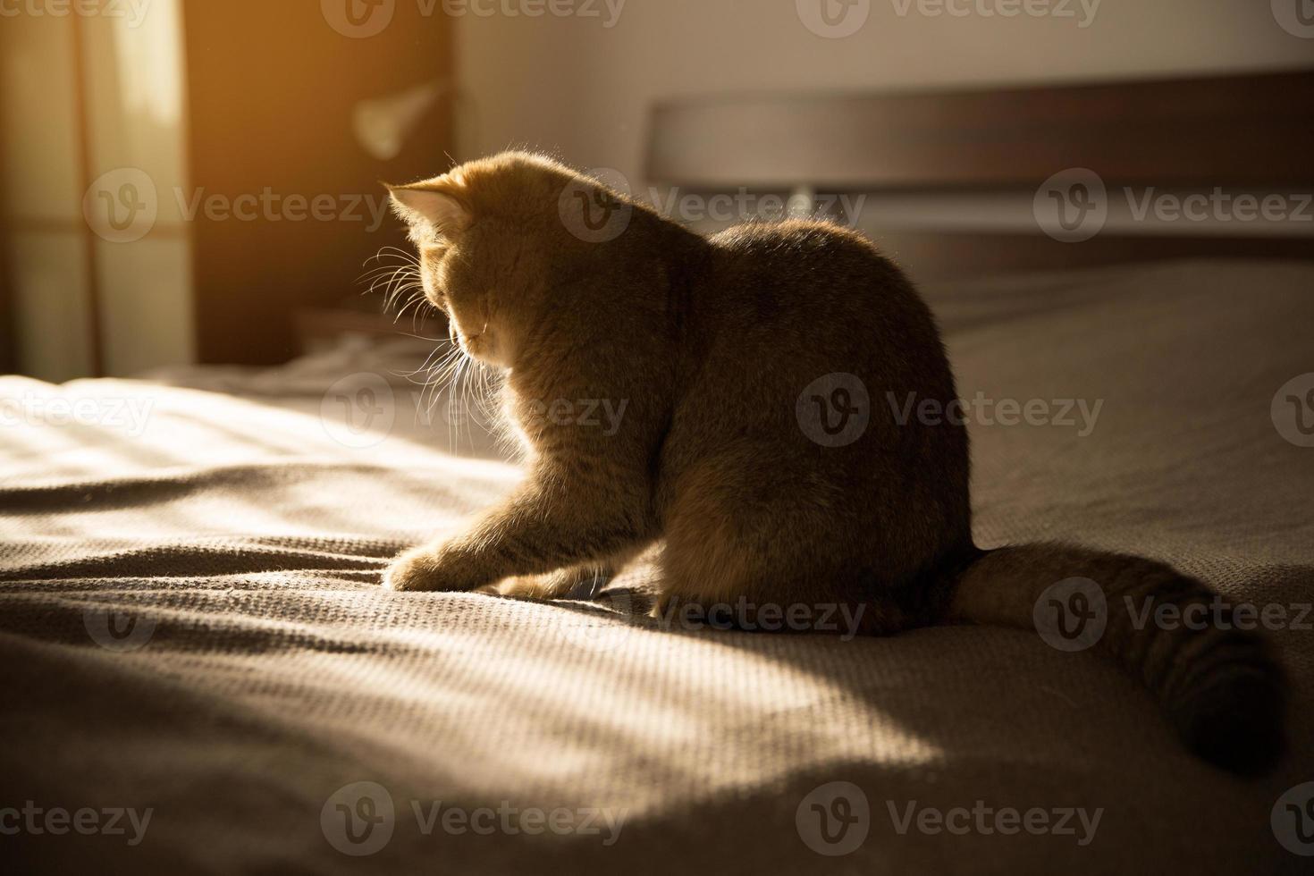 katt sitter på en säng i solens strålar foto