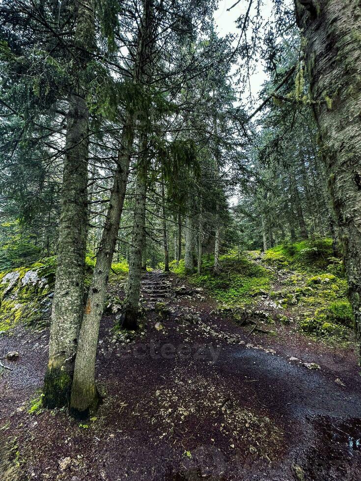 skön skog med annorlunda träd foto