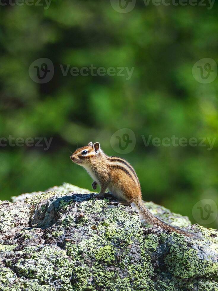 rolig jordekorre på en sten Uppfostrad dess Tass mot de bakgrund av saftig skog grönska. vilda djur och växter bild, vertikal se. foto