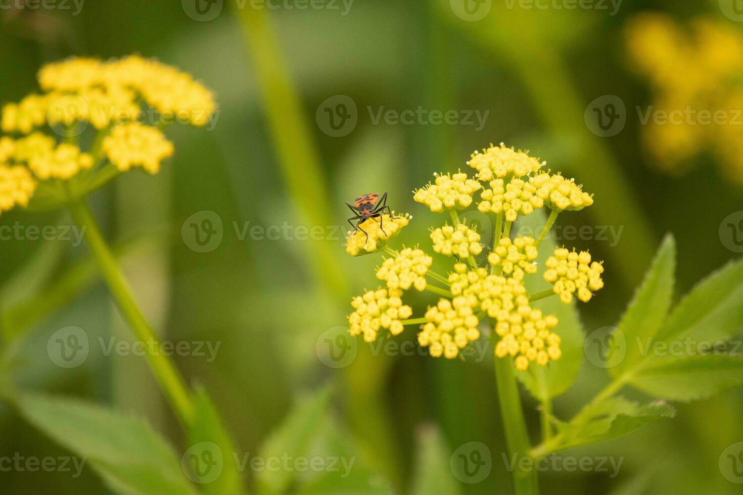 detta falsk milkweed insekt var sett här på en gyllene alexander vild blomma när jag tog de bild. han nästan verkar till vara Framställ. detta är en typ av utsäde insekt. jag kärlek de röd och svart av detta insekter kropp. foto