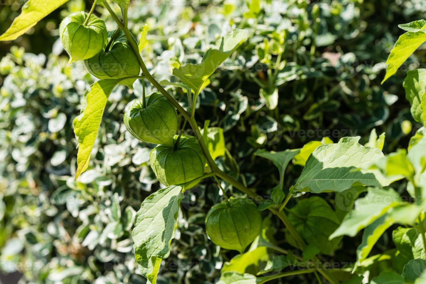 apelsinfrukten physalis peruviana foto