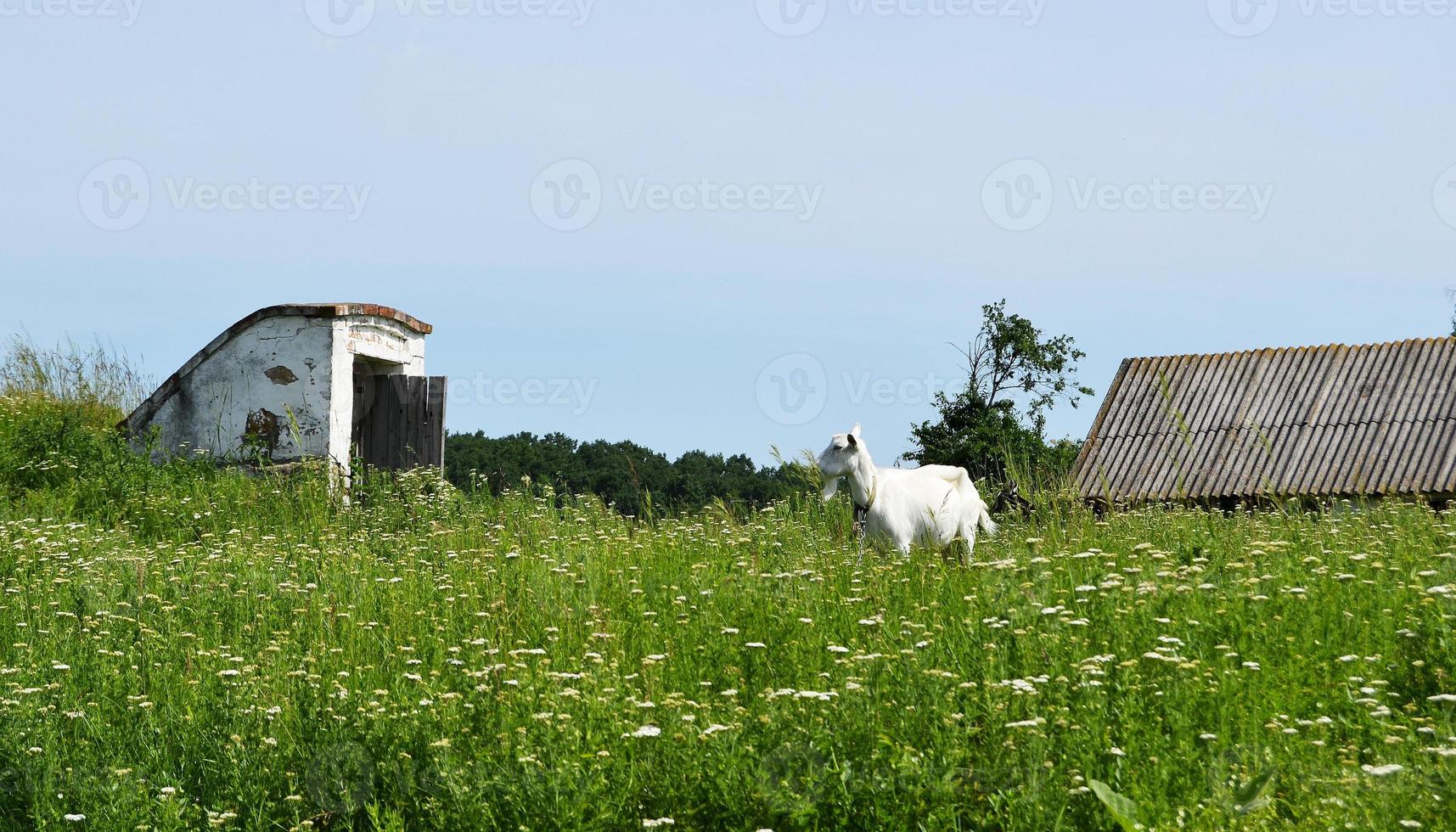 vit liten get med horn som tittar i grönt gräs foto