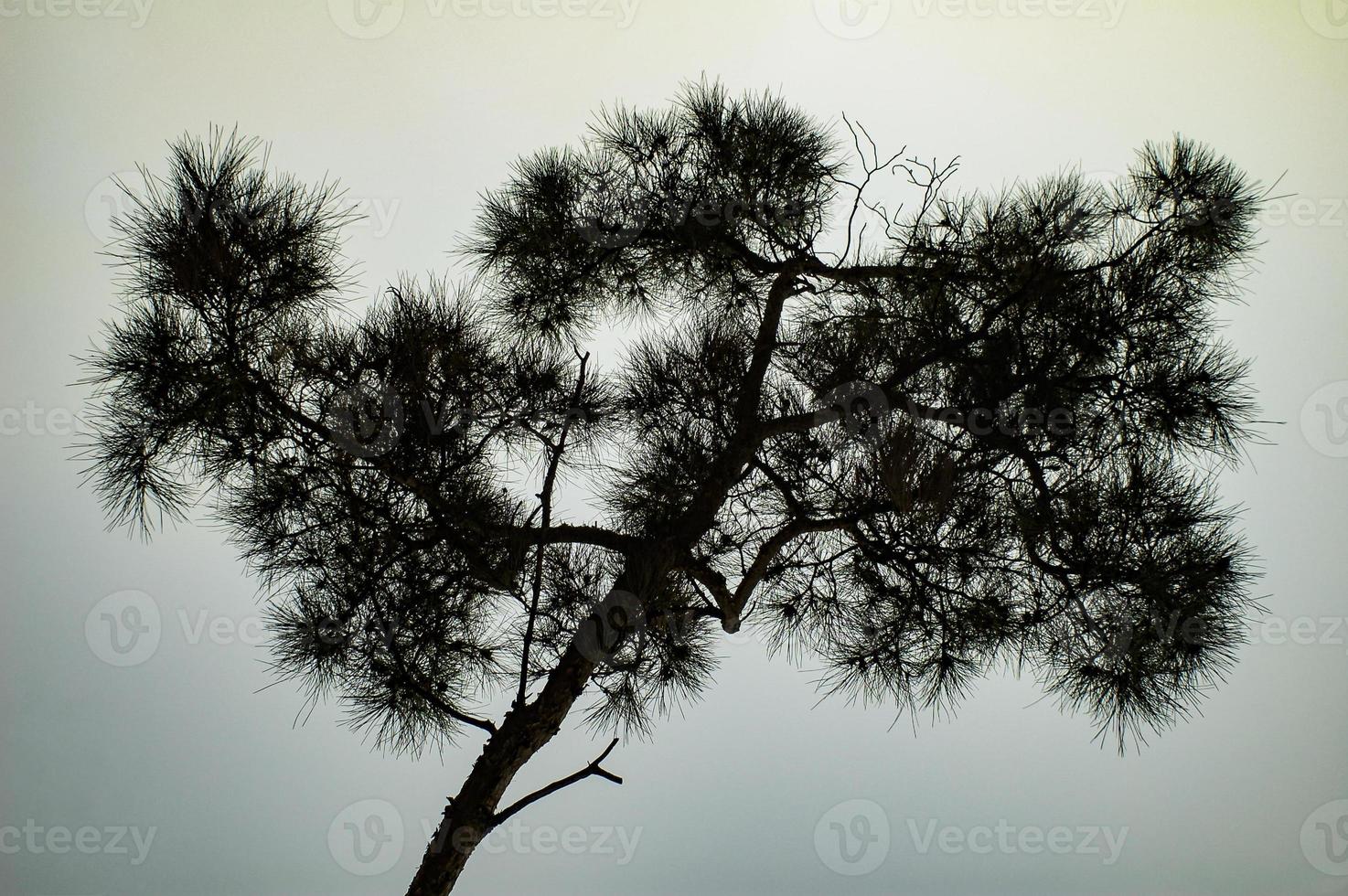 evegreen träd markvy. trädvy mot himlen. foto