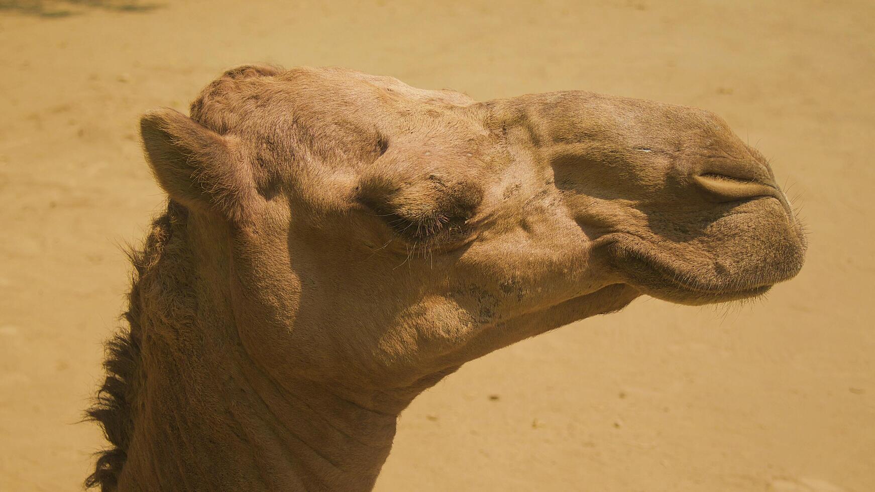nära kamelansikte. närbild kamel foto