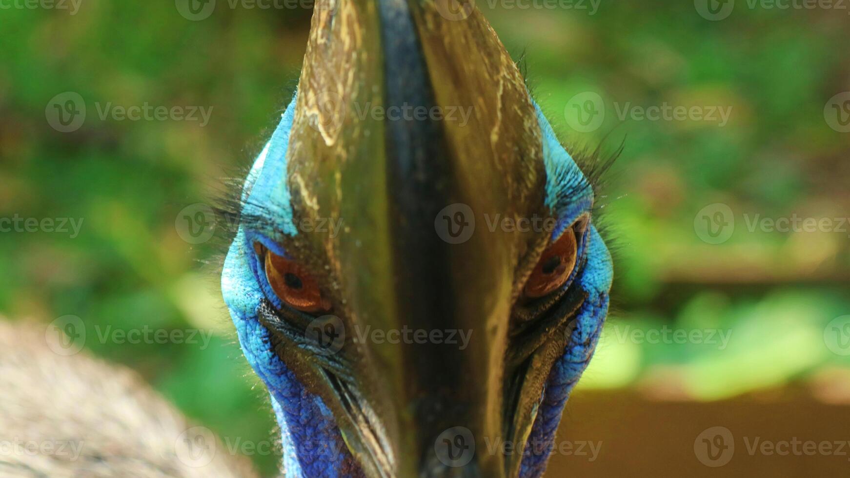 observationer av cassowary fåglar i det vilda foto