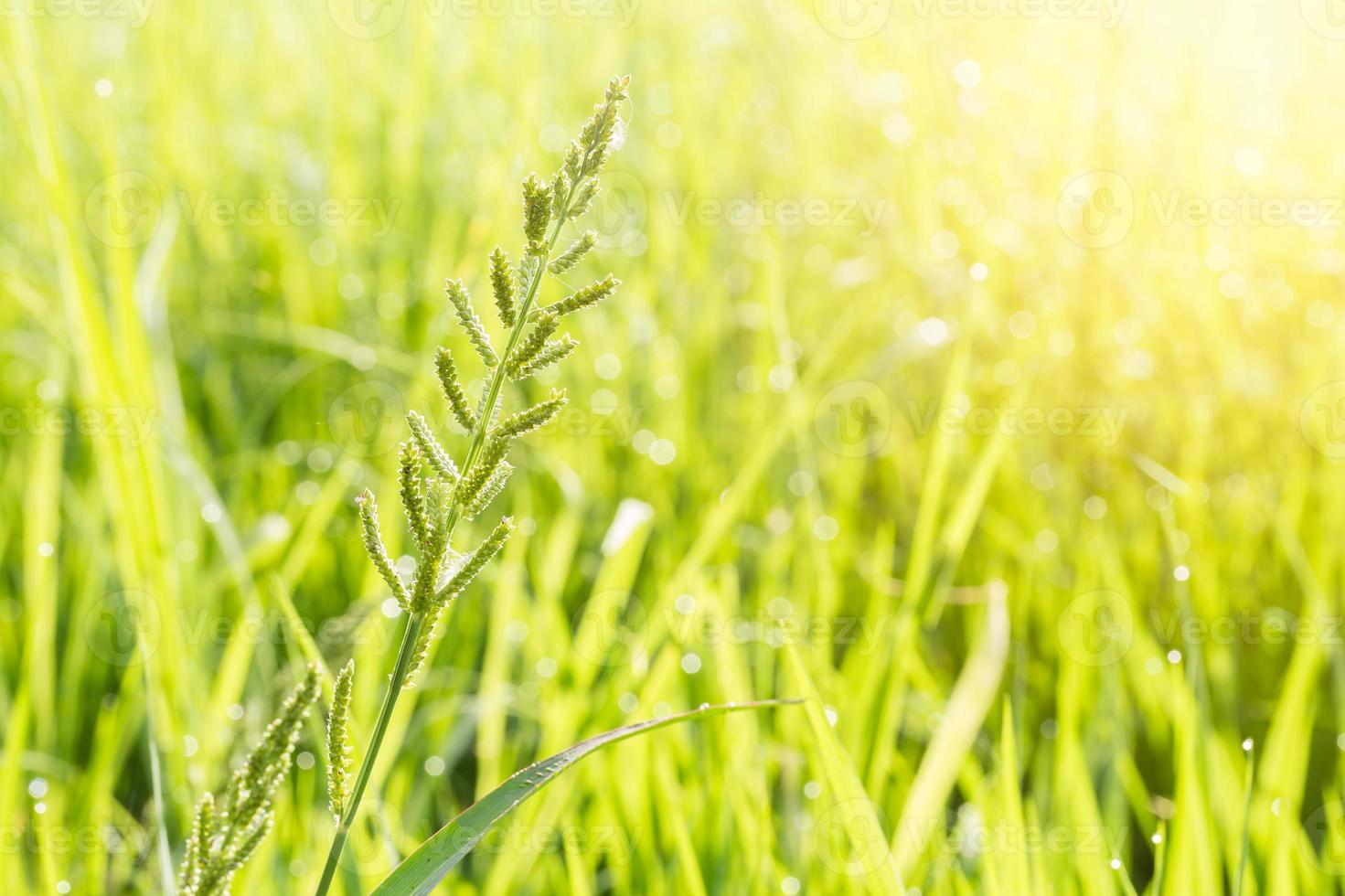 gräsblomma och grön naturlig bakgrund med flare foto