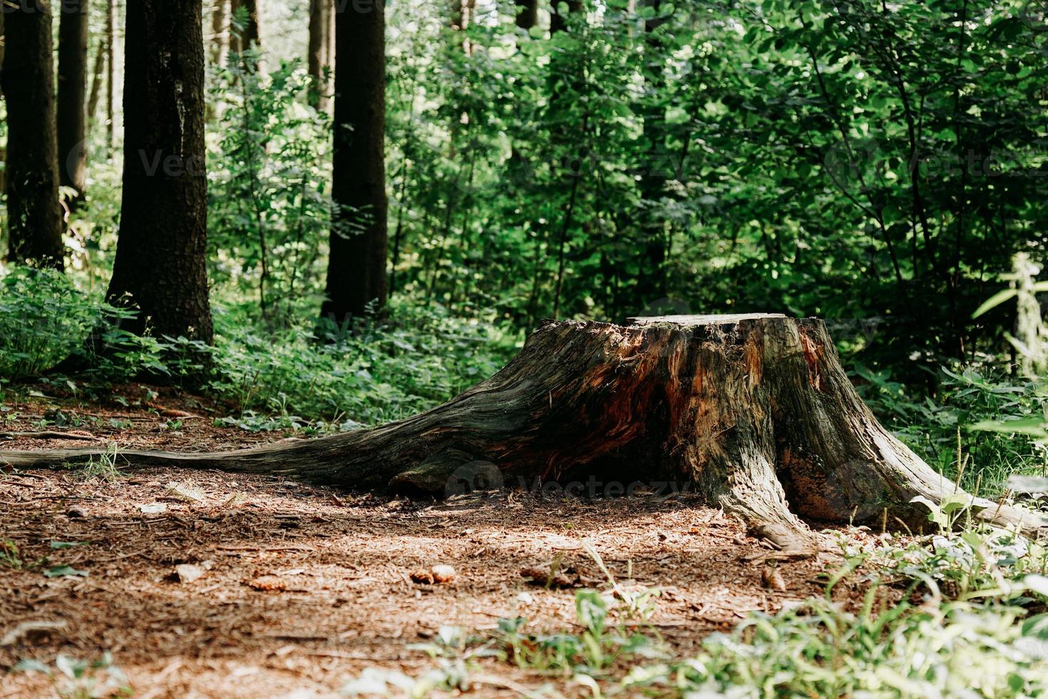 stor trädstubbe i sommarskog. stubbe foto