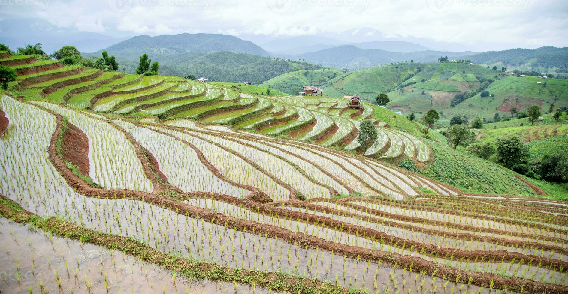 ris fält på de berg. foto