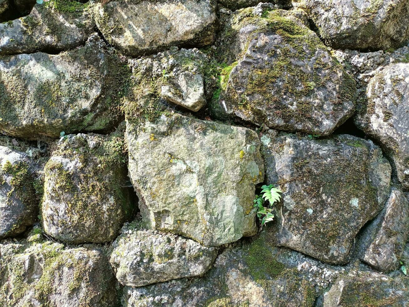 Foto av en sten vägg med grön mossa