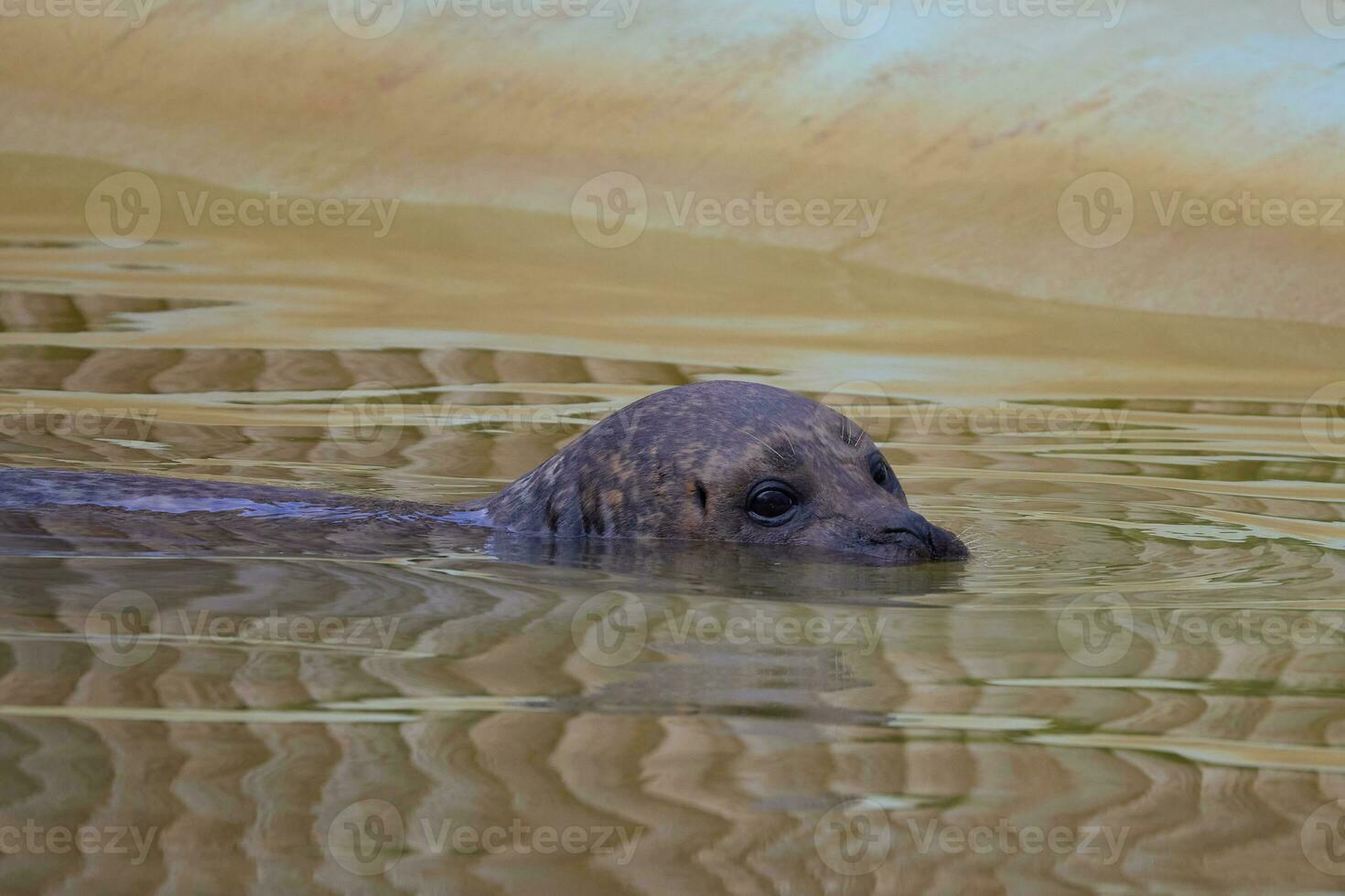 allmänning täta, phoca vitulina, eller habour täta simning i en slå samman av vatten foto