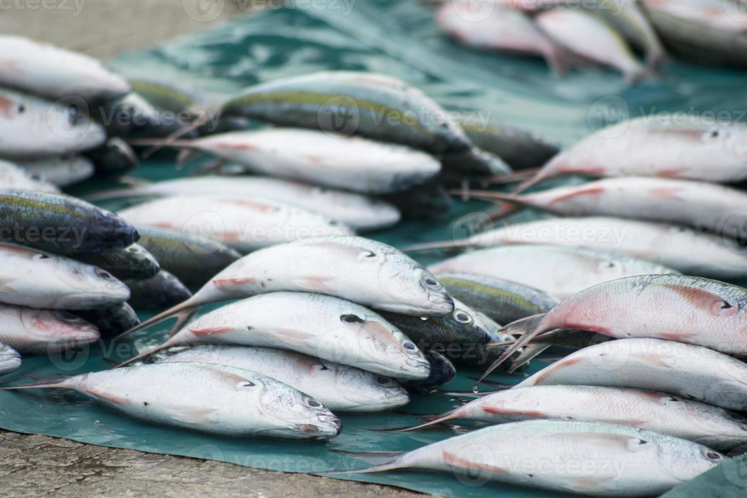 de olika skaldjur som säljs på fiskmarknaden foto