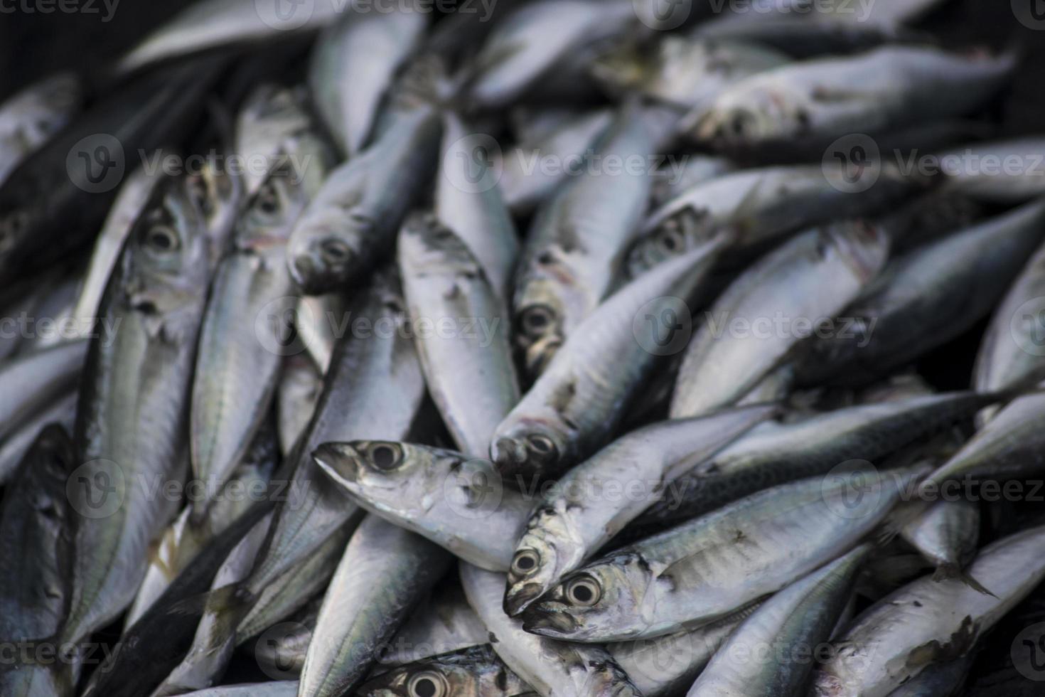 de olika skaldjur som säljs på fiskmarknaden foto