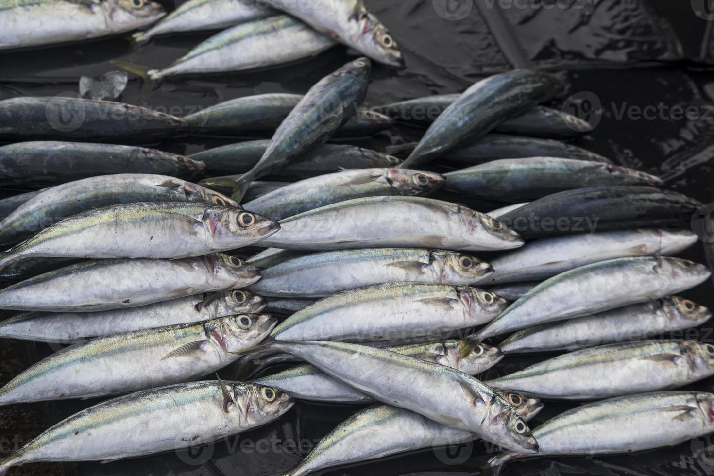 de olika skaldjur som säljs på fiskmarknaden foto