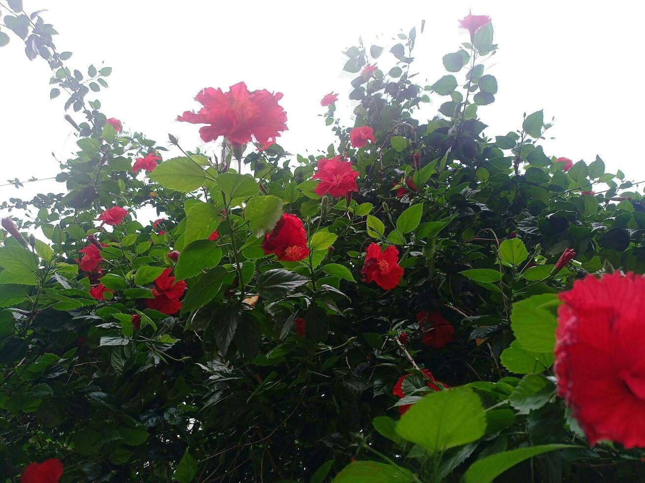 skön trädgård med röd blommor och grön löv. foto