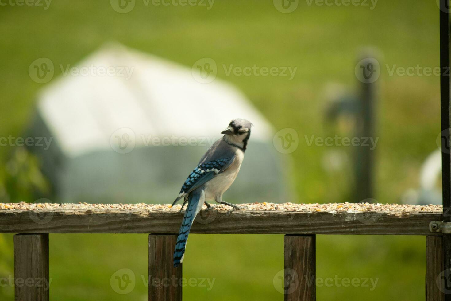 detta blå jay fågel var slående en utgör som jag tog detta bild. han kom ut på de trä- räcke av de däck för några fågelfrö. jag kärlek de färger av dessa fåglar med de blå, svart, och vit. foto