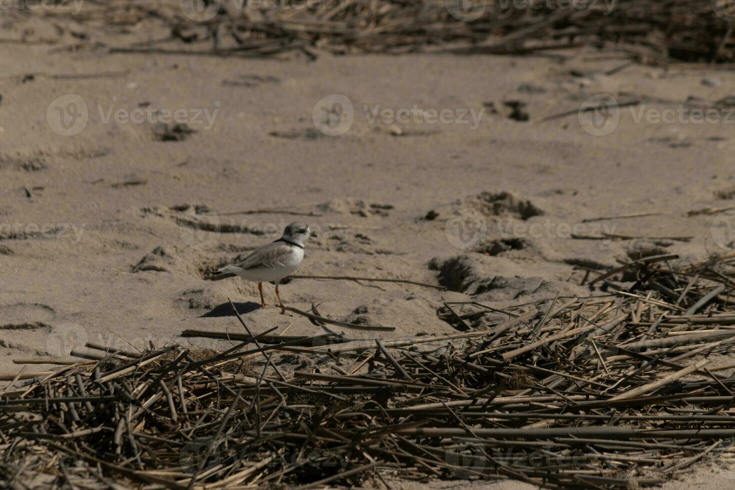 detta söt liten rör pipare var sett här på de strand när jag tog detta bild. detta strandfågel är så mycket liten och sökningar de strand för mat tvättades upp förbi de surfa. jag kärlek de ringa runt om hans nacke. foto