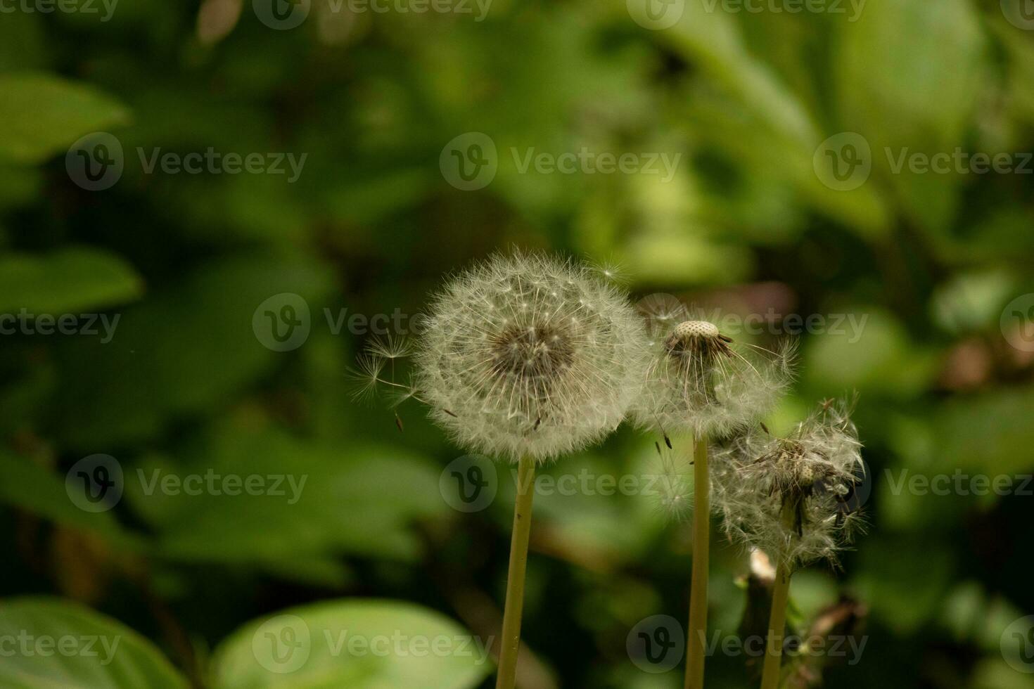 detta skön maskros frökapsel var Sammanträde i de mitten av de gård bland de gräs. dessa blåsbollar är så Söt till ser och hjälp de blomma skingra andra runt om. foto