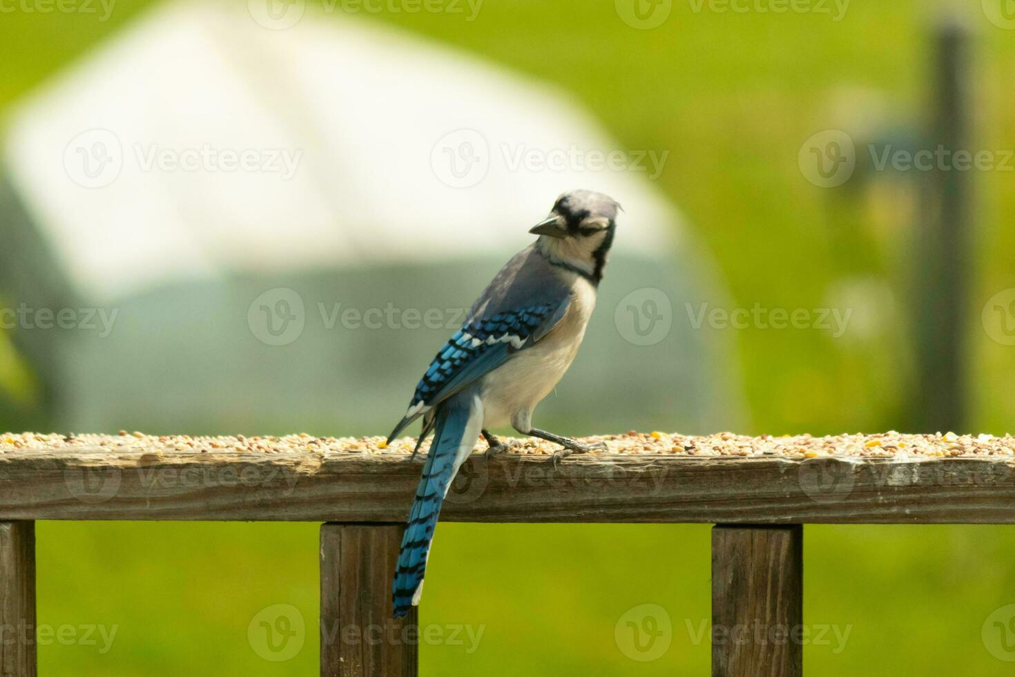 detta blå jay fågel var slående en utgör som jag tog detta bild. han kom ut på de trä- räcke av de däck för några fågelfrö. jag kärlek de färger av dessa fåglar med de blå, svart, och vit. foto