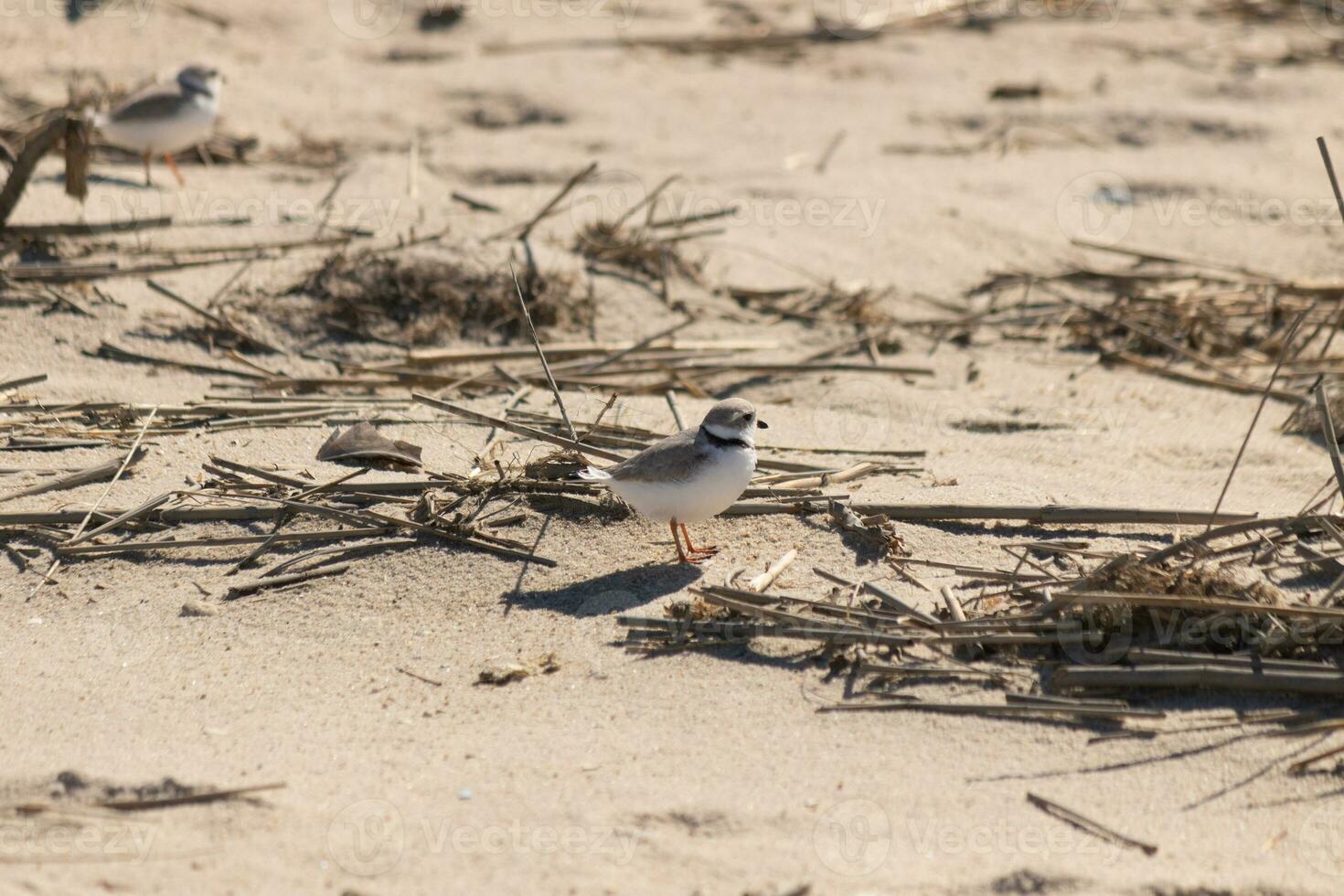 detta söt liten rör pipare var sett här på de strand när jag tog detta bild. detta strandfågel är så mycket liten och sökningar de sand för mat tvättades upp förbi de surfa. jag kärlek de ringa runt om hans nacke. foto