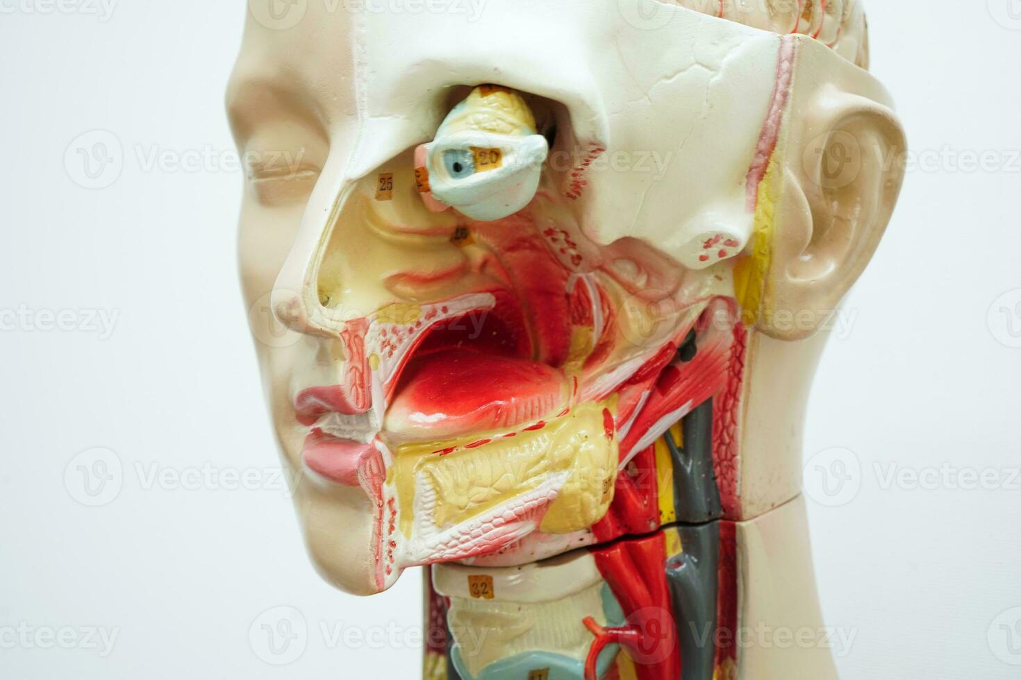 mänsklig kropp anatomi organ modell med mun, tunga, hals och öga i huvud för studie utbildning medicinsk kurs. foto
