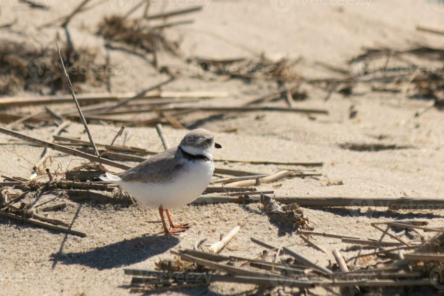 detta söt liten rör pipare var sett här på de strand när jag tog detta bild. detta strandfågel är så mycket liten och sökningar de sand för mat tvättades upp förbi de surfa. jag kärlek de ringa runt om hans nacke. foto