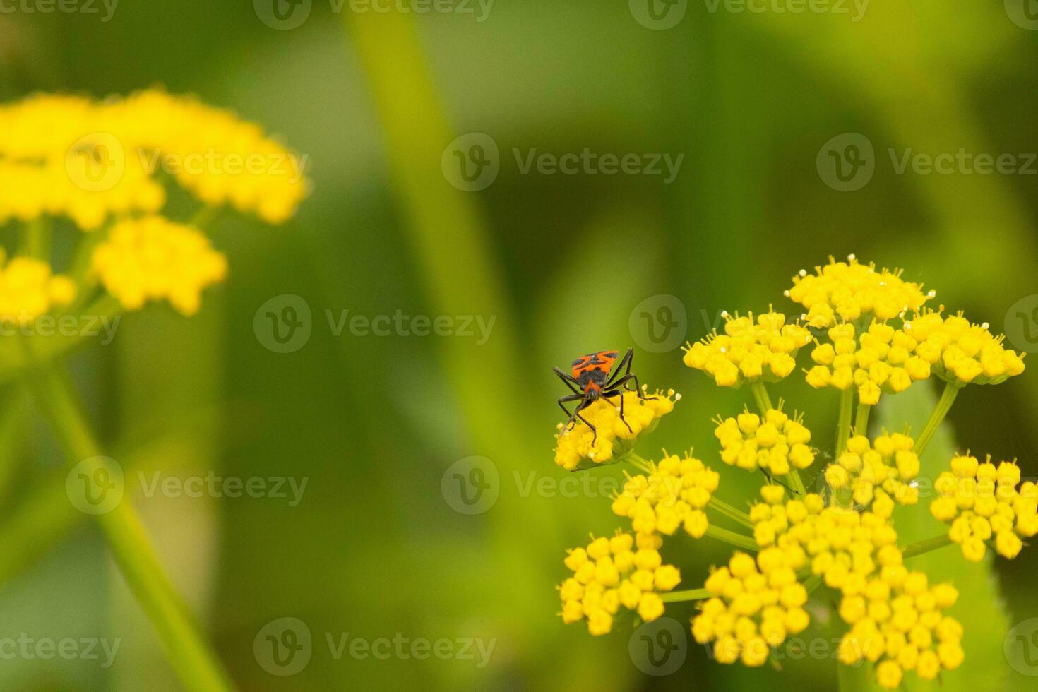 detta falsk milkweed insekt var sett här på en gyllene alexander vild blomma när jag tog de bild. han nästan verkar till vara Framställ. detta är en typ av utsäde insekt. jag kärlek de röd och svart av detta insekter kropp. foto