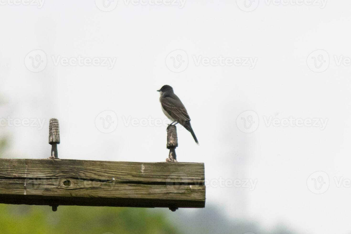 detta östra kingbird var uppflugen på topp av detta posta. de är en arter av tyrann flugsnappare. hans grå fjädrar ser Söt mot de skit mage. detta sett mot en vit himmel. foto